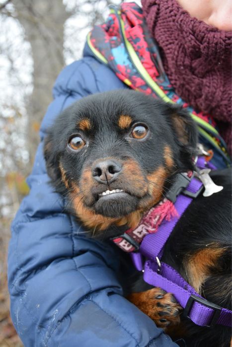 Piekna suczka Wróżka zebuszka szuka domu!