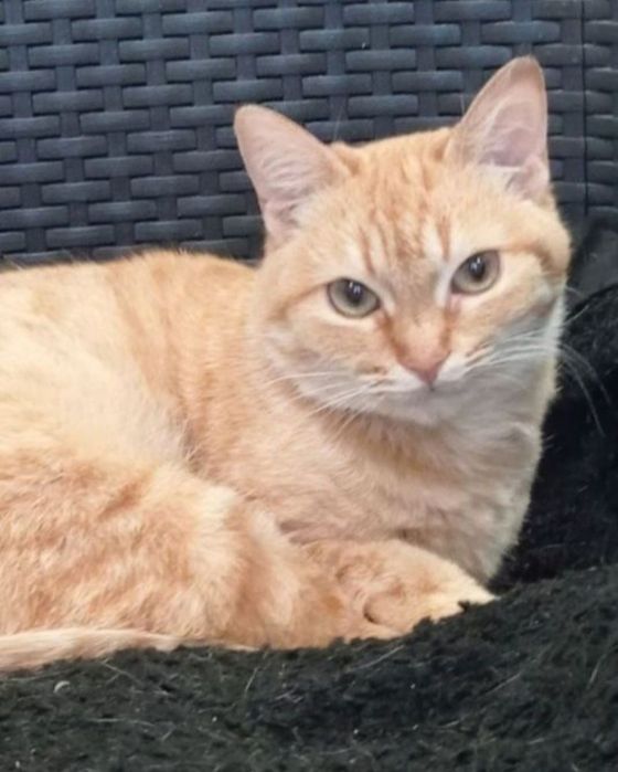 Отдам даром в добрые руки рыжих кошечек