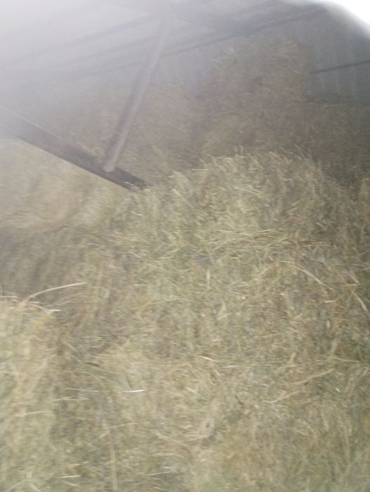 Słoma w małych kostkach