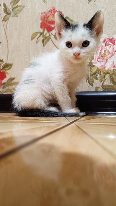 Продам вислоухих котят