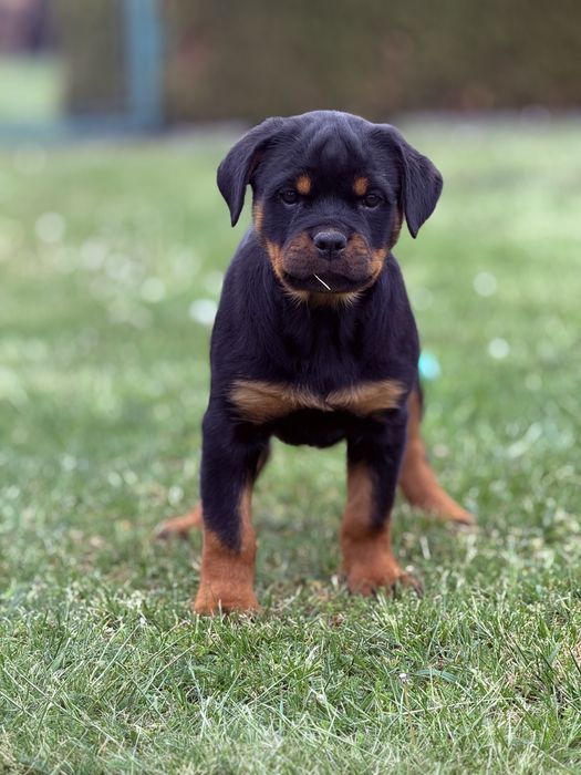 Rottweiler - piękny szczeniak - suka (samica)