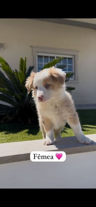 Border collie fêmea