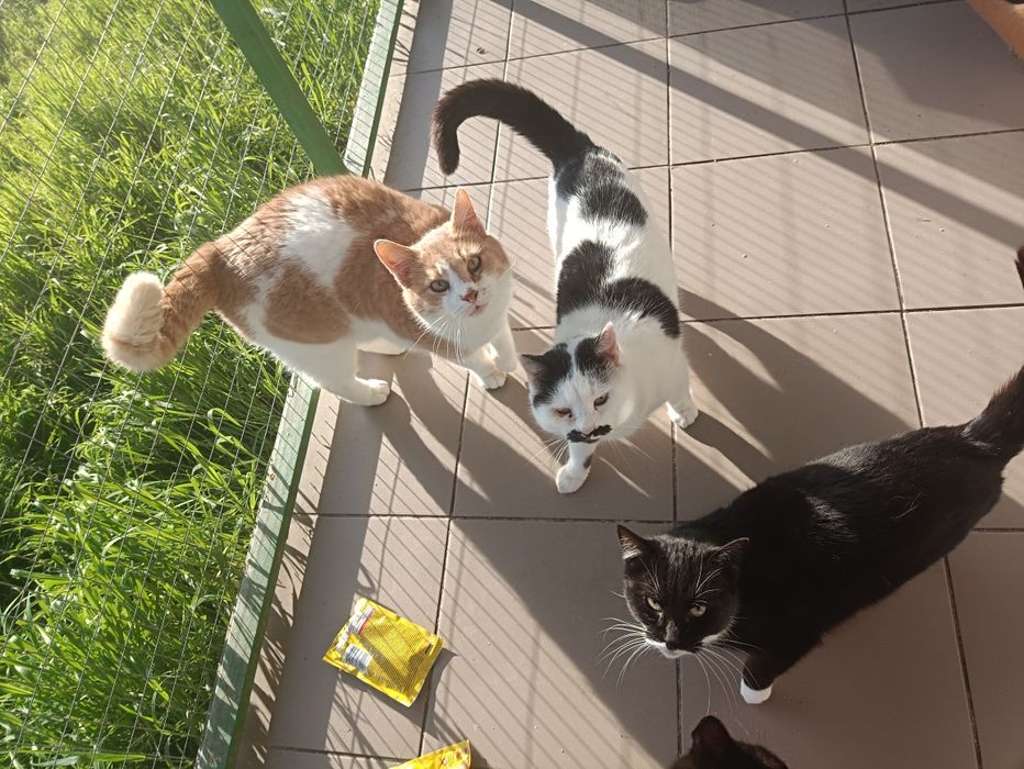 Марвел 5 лет кастрирован,в квартиру