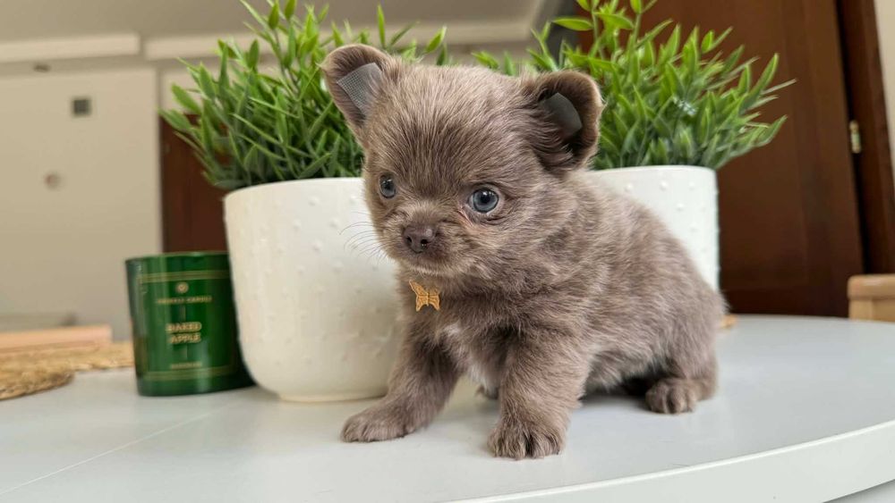 Piesek Chihuahua Liliowy Długowłosy z Rodowodem Chipem Mini 1,8kg Cody