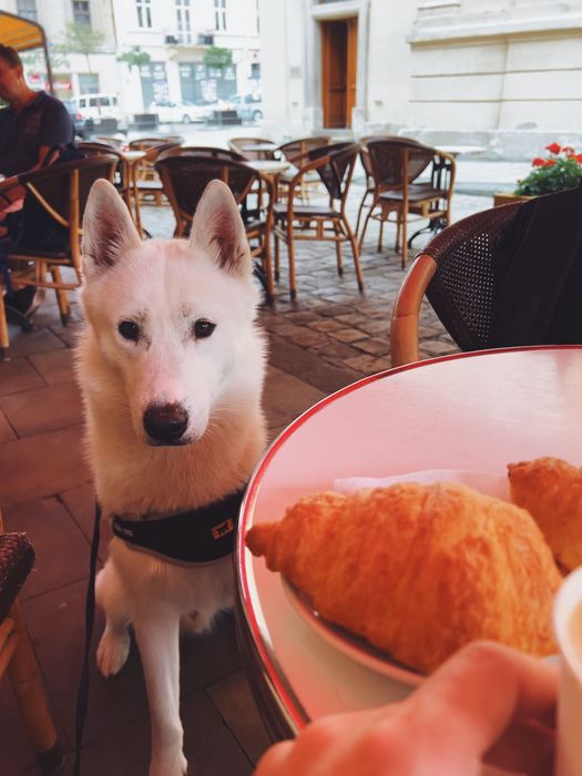 Аксель шукає даму серця (білий кобель хаскі, вʼязка)