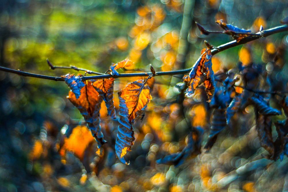 Topcor 35mm 3.5 m42 canon nikon z Fujifilm leica