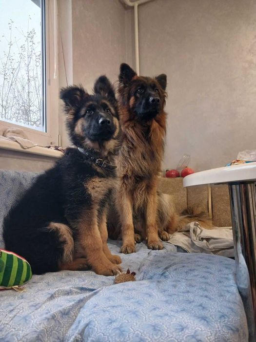 Німецька вівчарка