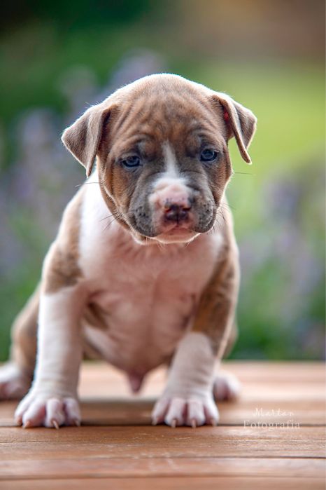 Piesek American Staffordshire Terrier, samiec, Amstaff, szczeniak