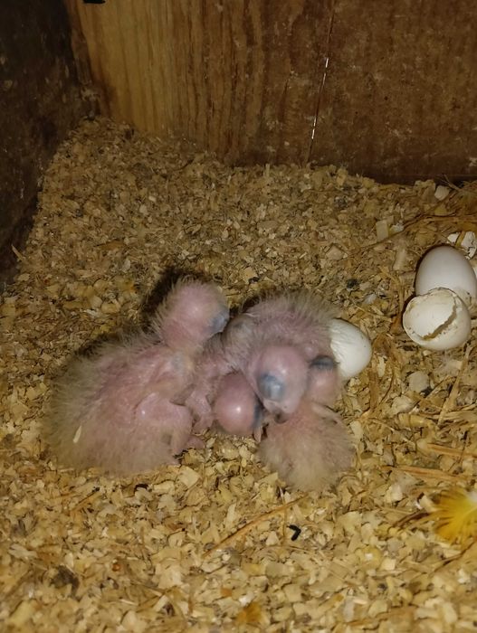 Aratingas Sol bebés