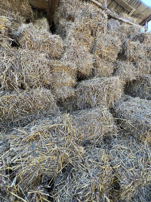 Продам тюковану ячневу і пшеничну солому