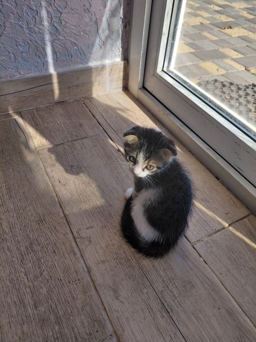 продам чудових висловухих кошенят
