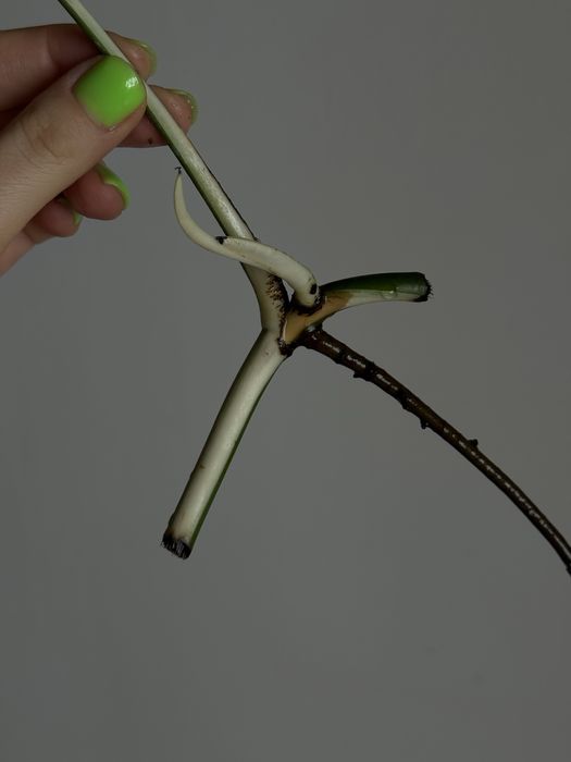 HALF MOON монстера альба