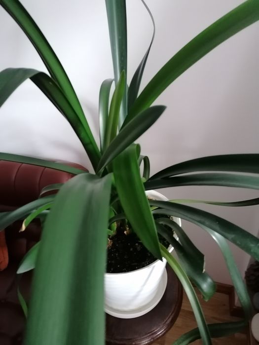 Kwiat doniczkowy kliwia wieloletnia duża- kwitnąca pomarańczowo