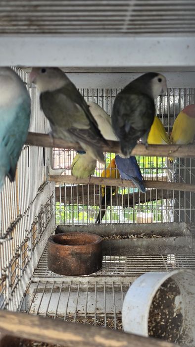 Agapornis rosicoler
