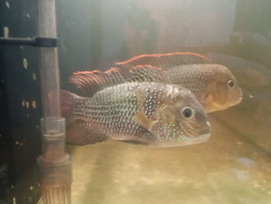 Pielęgnica Akara pomarańczowopletwa