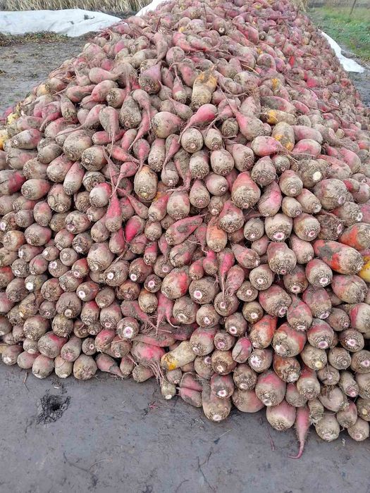 Продам кормовий буряк