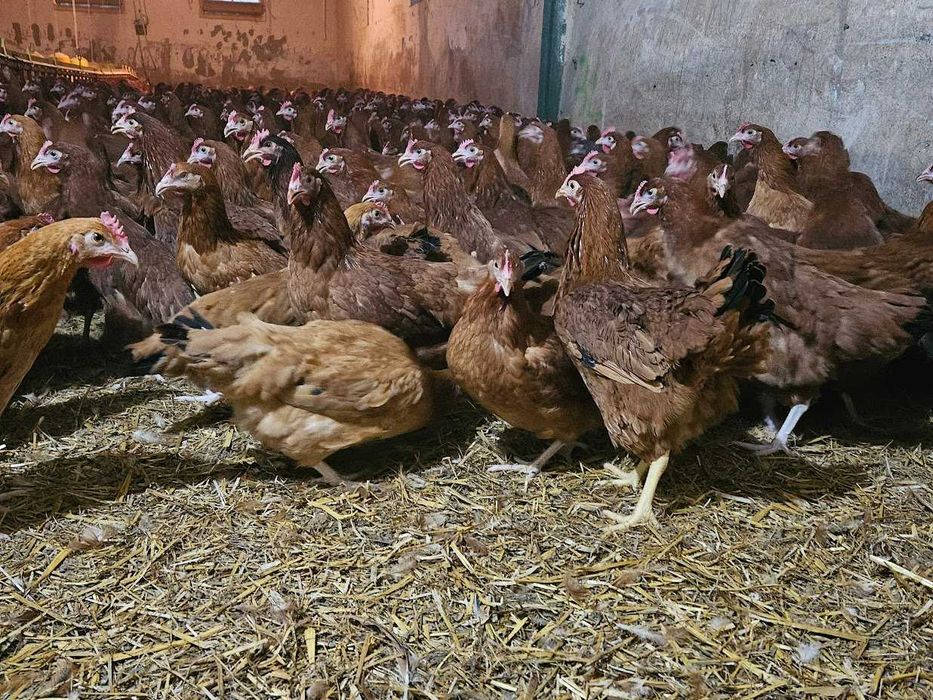 Kury nioski Rosa dowóz Gratis