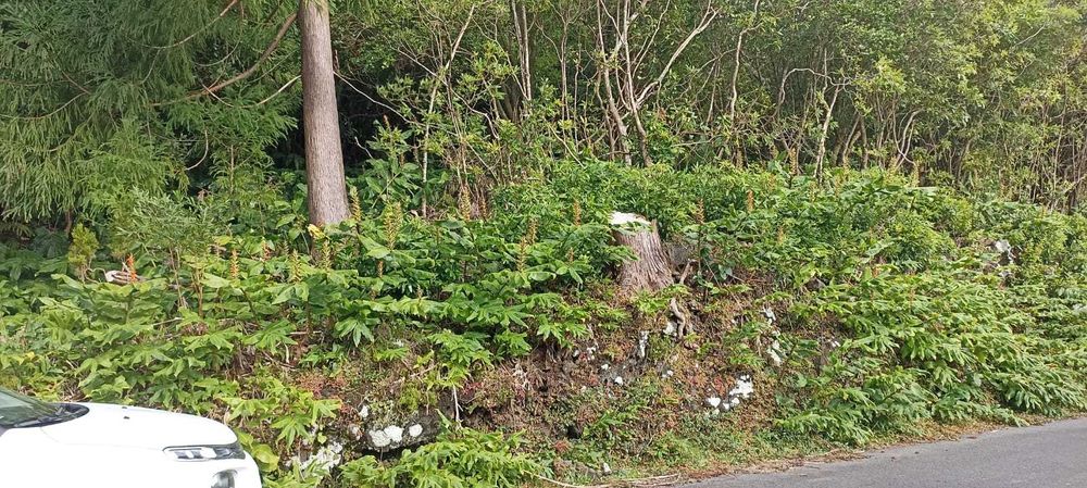 Terreno rústico 1,068 ha com acesso alcatroado — São João, Pico