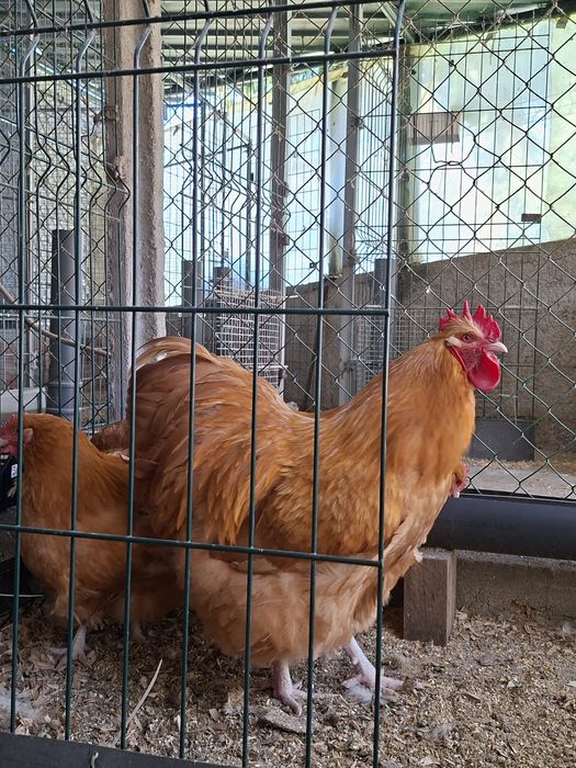 Ovos Paduana/Brahma/Orpington/Rhode Island Red