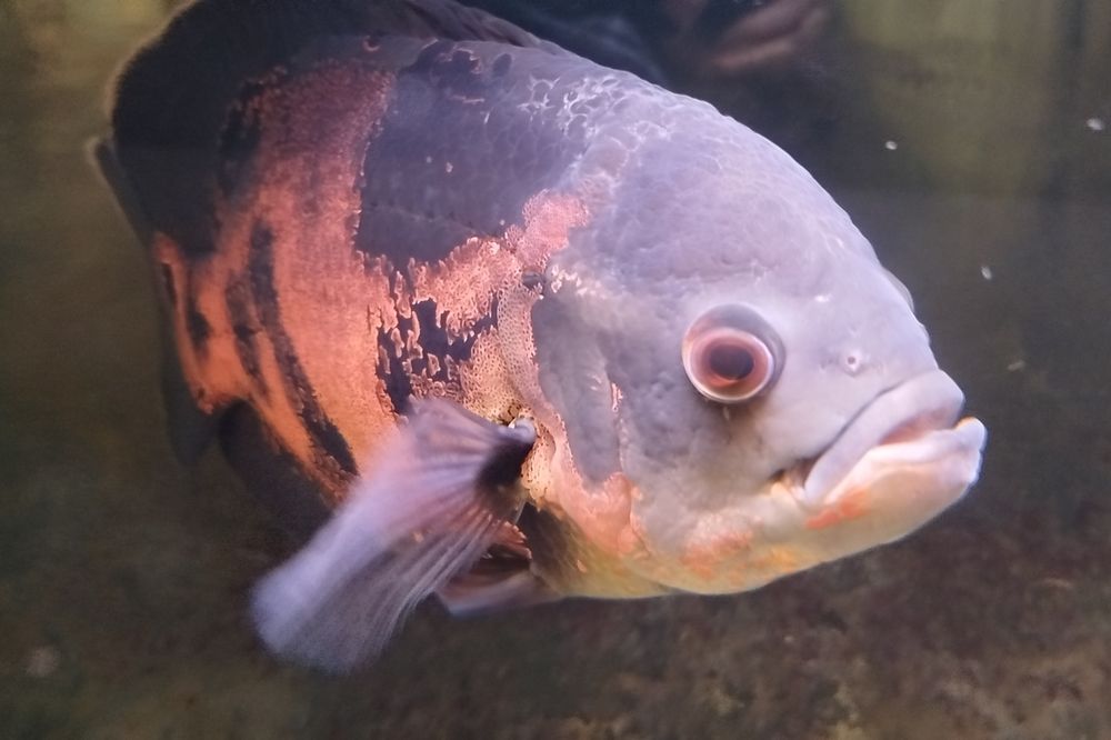 Astronotus ocellatus (Oscar)