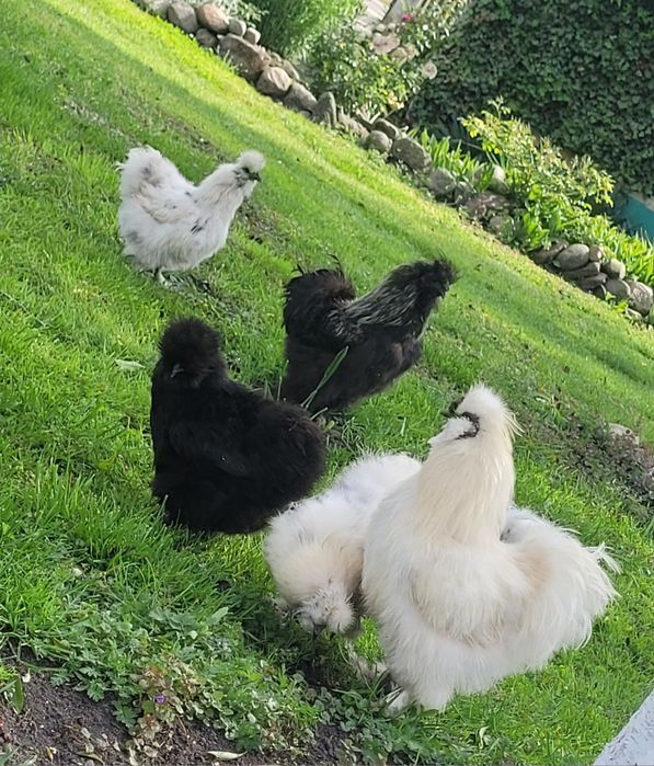 Kogut Silka USA Biały Czarny 60zł