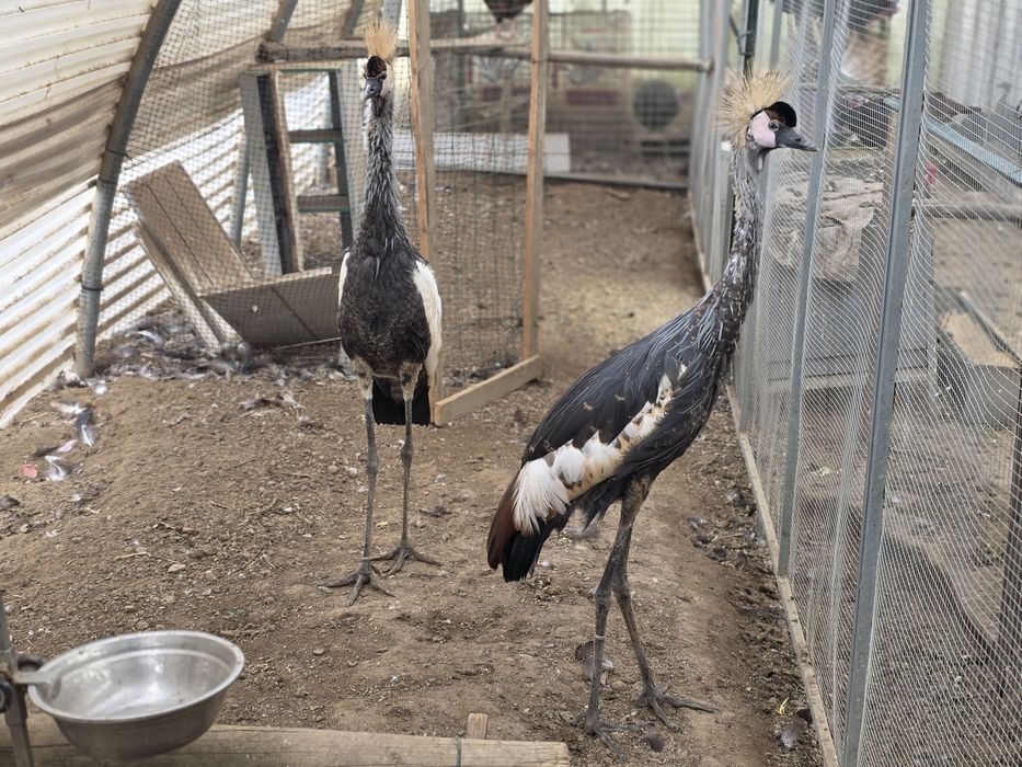 Grous coroados machos