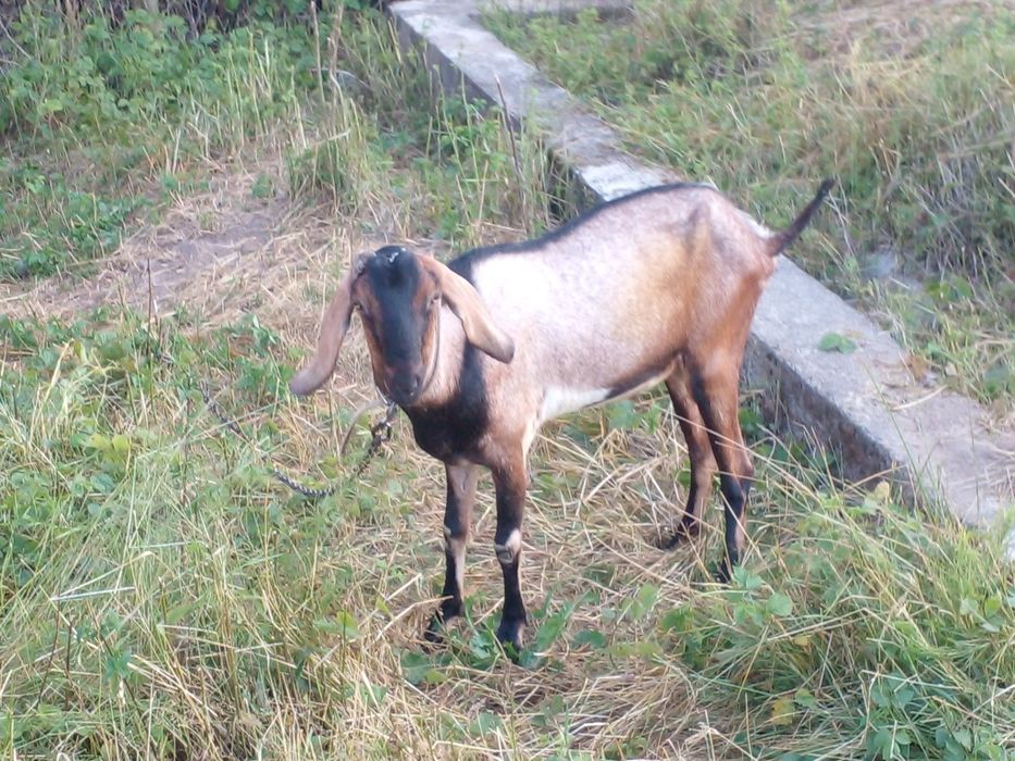 Продам англонобійського козла 100% на племя