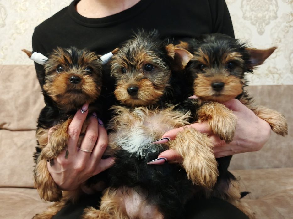 Куколки йорчки девочки