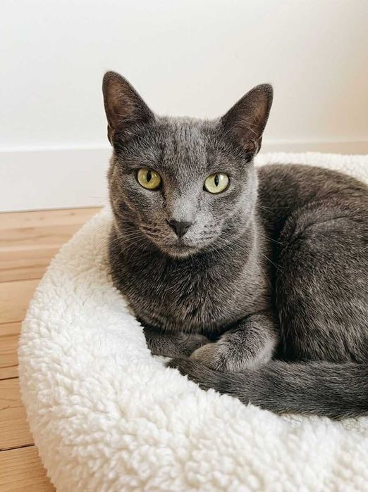 Setúbal / Margem Sul / Lisboa — PRETINHA , gatinha para adoção
