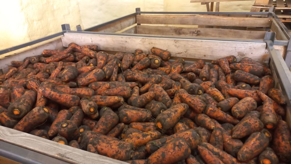 Продаж моркви  свіжа, соковита