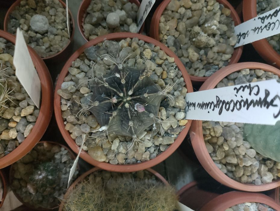 Gymnocalycium mihanovichii cv. Hibotan