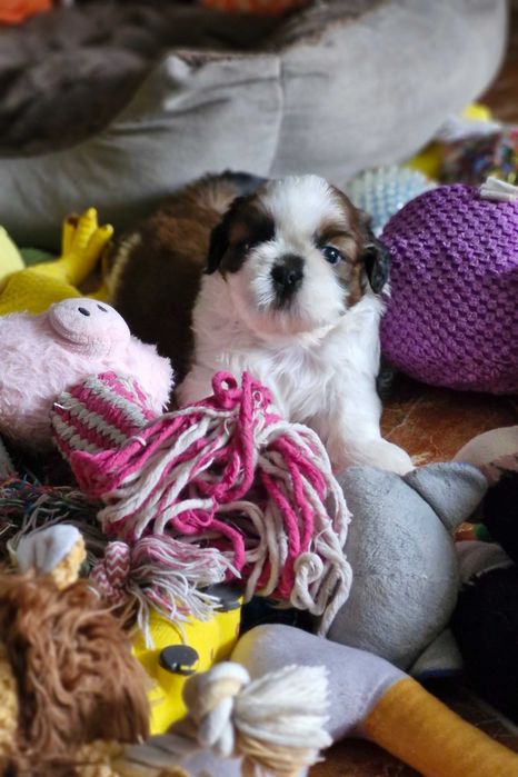 Cudny chłopak Shih Tzu