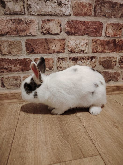 Krolik miniatura samiczka 6 miesięcy