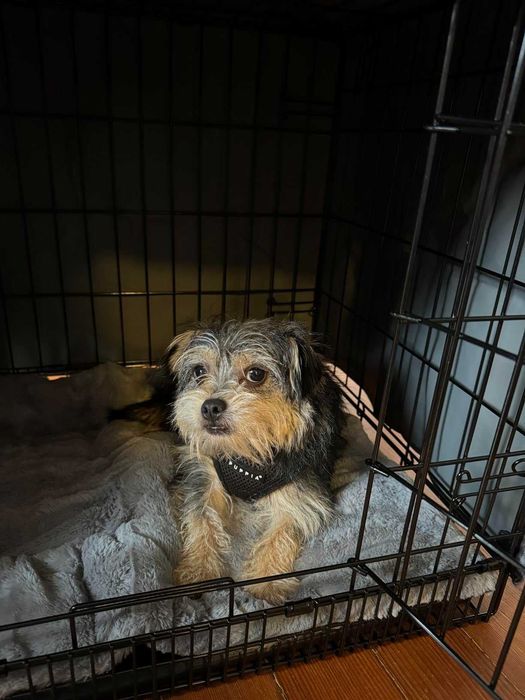 Klatka dla psa kota transporter składana NOWA do samochodu podróży