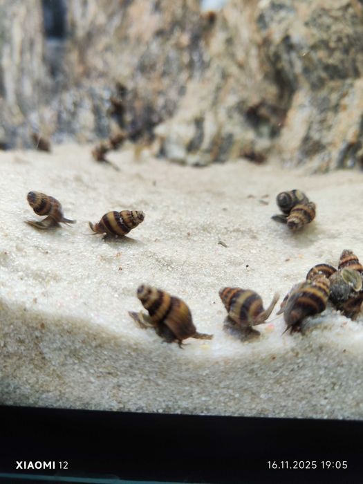 Ślimaki Helenka Helenki pogromca innych ślimaków