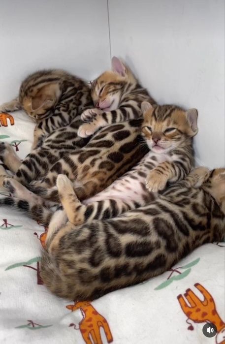 Бенгальские котята