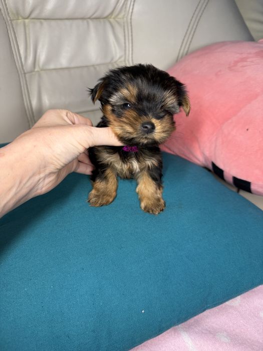 Міні йорк терєр з паспортом