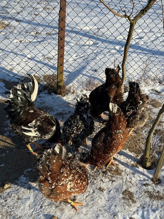 Jaja lęgowe Czubatka Staropolska