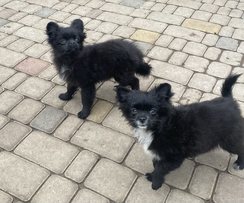 Дві дівчинки від чіхуа хуа+шпіц