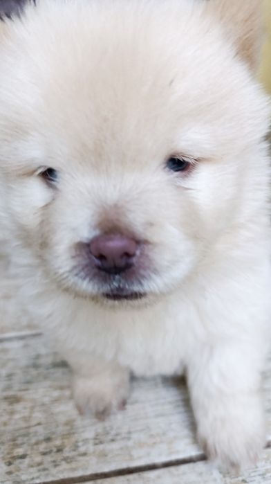 Чау чау.   бронирование