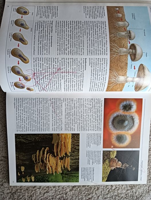 As Plantas - Ardley, Neil ; Matthews, Robert  como novo!