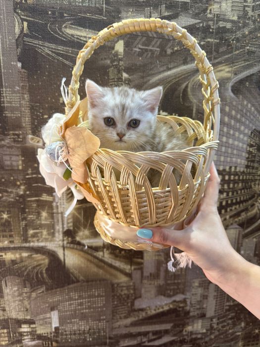 Шотландські кошенята
