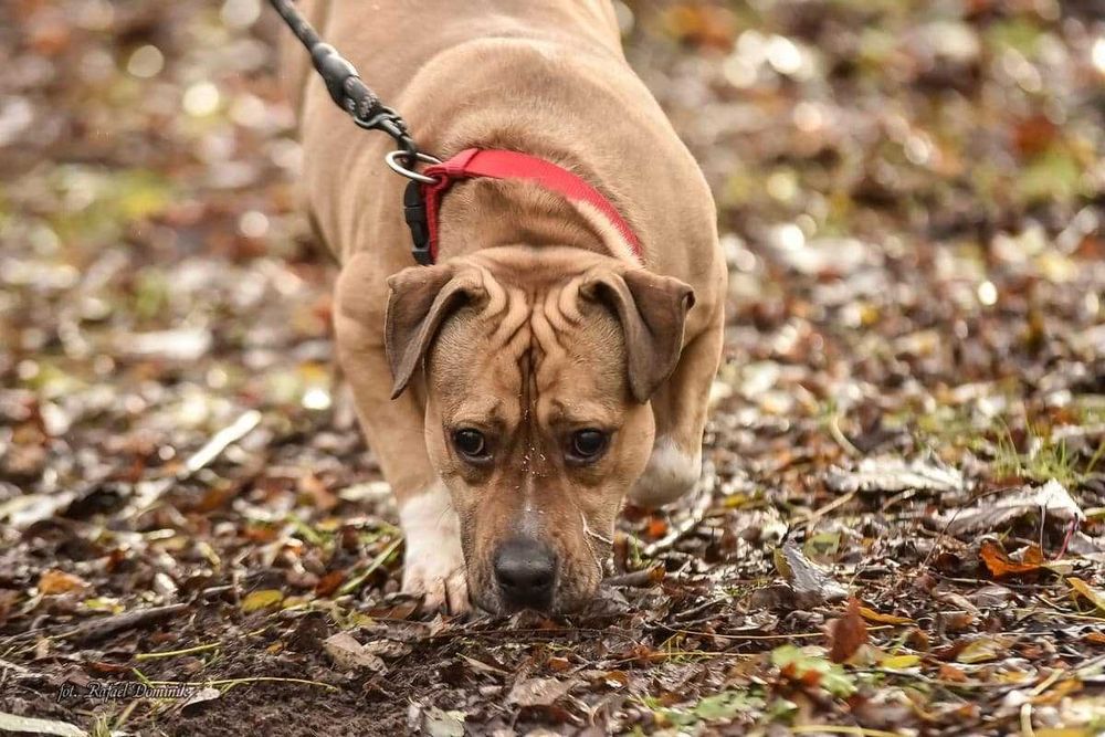 Niewidomy Dasti szuka domu!