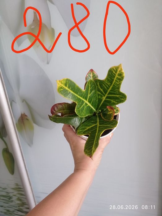 Продам укоренённый кротон. Цветной лист ).Сінгоніум, бегонія