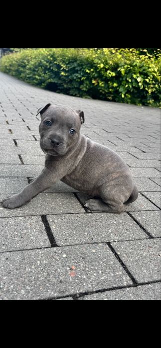 Amstaff blue i blue pregowany