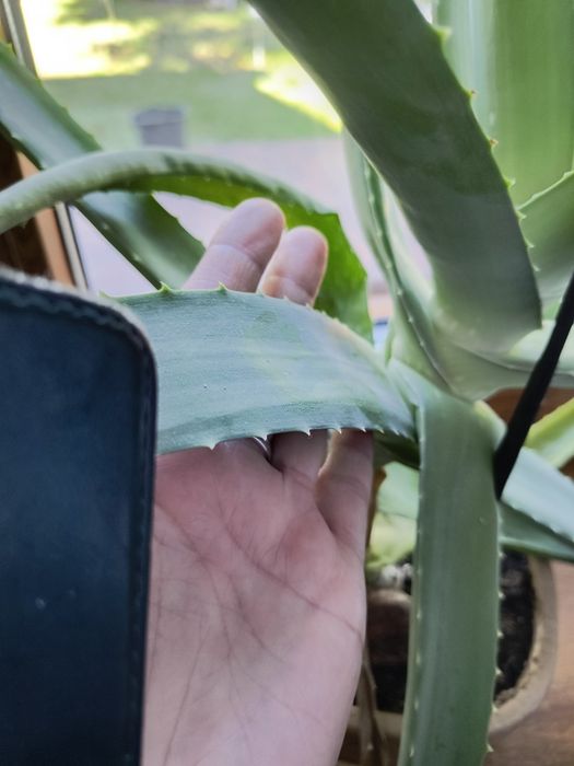 Aloes z Fuerta Ventura