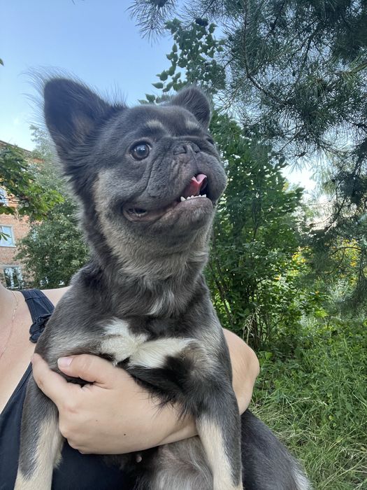 Французький бульдог