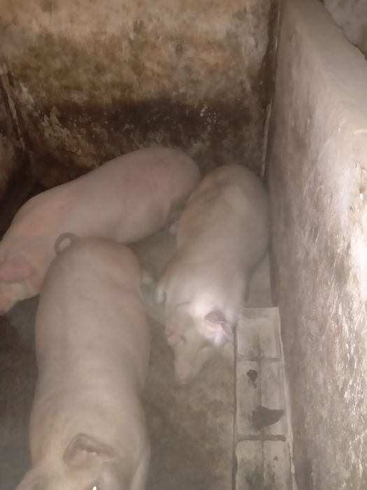 Свині живою вагою.