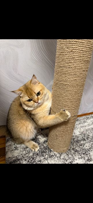 Кот на вязку Золотая шыншыла