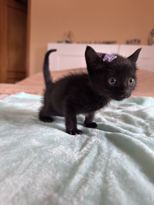 2 gatinhos para adotar